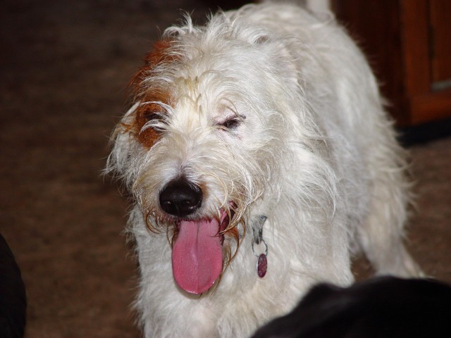 Scruffy